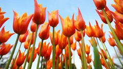 Flowers nature Trees forests