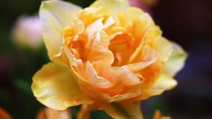 Flowers nature Trees forests