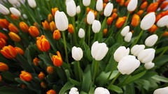 Flowers nature Trees forests