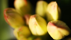 Flowers nature Trees forests