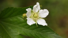 Flowers nature Trees forests