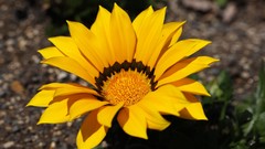 Flowers nature Trees forests