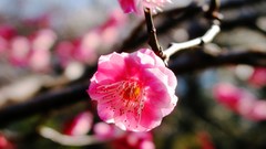 Flowers nature Trees forests