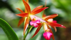 Flowers nature Trees forests