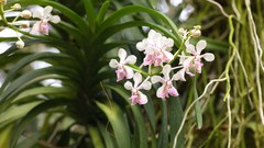 Flowers nature Trees forests