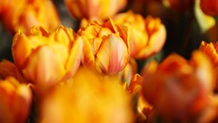 Flowers nature Trees forests