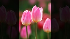 Flowers nature Trees forests