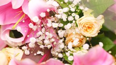 Flowers nature Trees forests