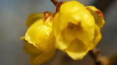 Flowers nature Trees forests