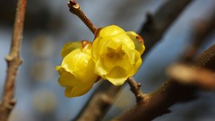 Flowers nature Trees forests