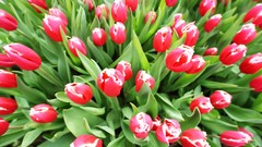 Flowers nature Trees forests