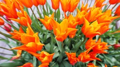 Flowers nature Trees forests