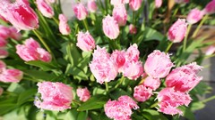 Flowers nature Trees forests