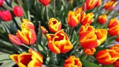 Flowers nature Trees forests