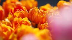 Flowers nature Trees forests