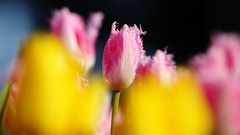 Flowers nature Trees forests