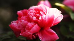 Flowers nature Trees forests