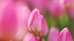 Flowers nature Trees forests