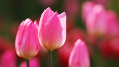 Flowers nature Trees forests