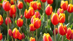 Flowers nature Trees forests