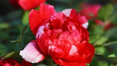 Flowers nature Trees forests