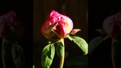 Flowers nature Trees forests