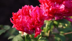 Flowers nature Trees forests