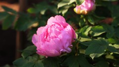 Flowers nature Trees forests