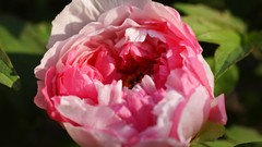 Flowers nature Trees forests