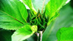Flowers nature Trees forests