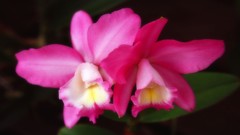 Flowers nature Trees forests