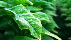 Flowers nature Trees forests