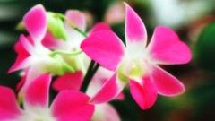 Flowers nature Trees forests