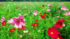 Flowers nature Trees forests