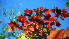 Flowers nature Trees forests