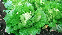 Flowers nature Trees forests