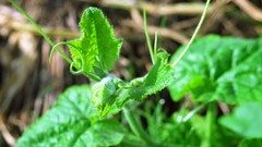 Flowers nature Trees forests