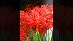 Flowers nature Trees forests