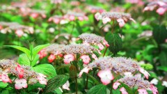 Flowers nature Trees forests