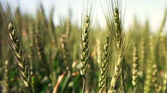 Flowers nature Trees forests