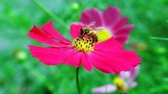 Flowers nature Trees forests