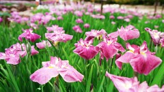 Flowers nature Trees forests