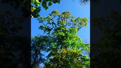 Flowers nature Trees forests