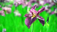 Flowers nature Trees forests