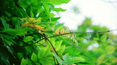 Flowers nature Trees forests