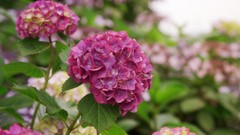 Flowers nature Trees forests