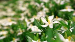 Flowers nature Trees forests