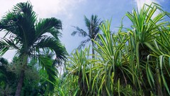 Flowers nature Trees forests