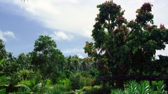 Flowers nature Trees forests