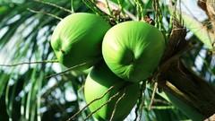 Flowers nature Trees forests